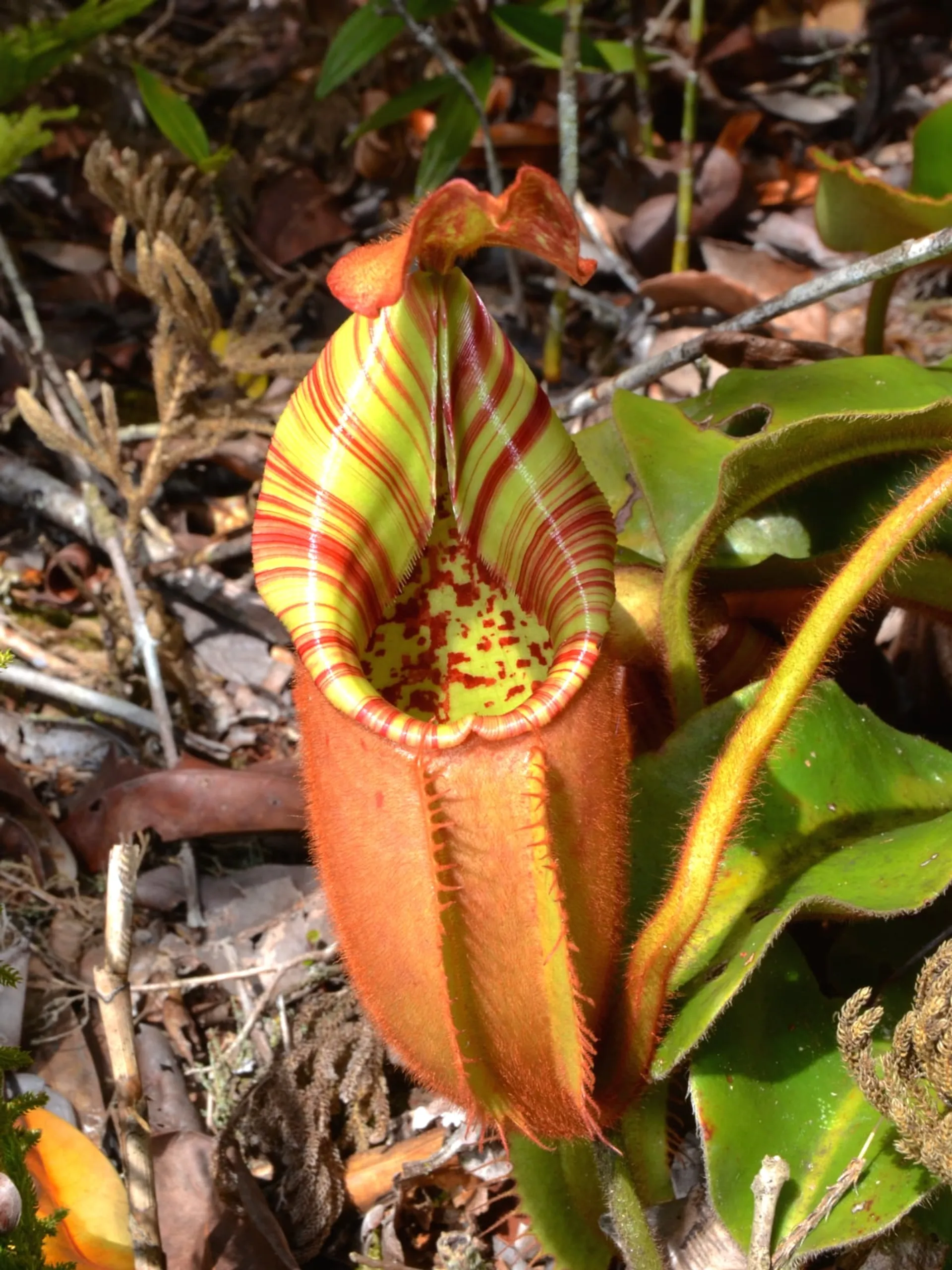 ら*ら様 nepenthes veitchii bario x peltata Nepenthes veitchii (Murud x Candy)-Best x (peltata x tenuis